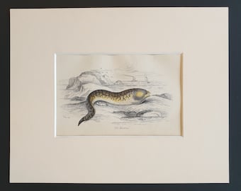 The Murana - Original c1860 hand coloured fish print in mount