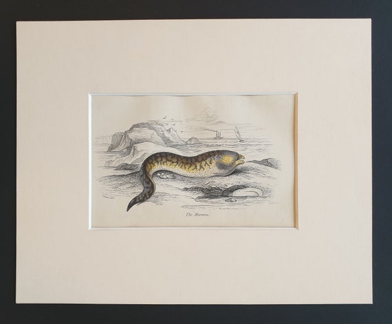 The Murana - Original c1860 hand coloured fish print in mount