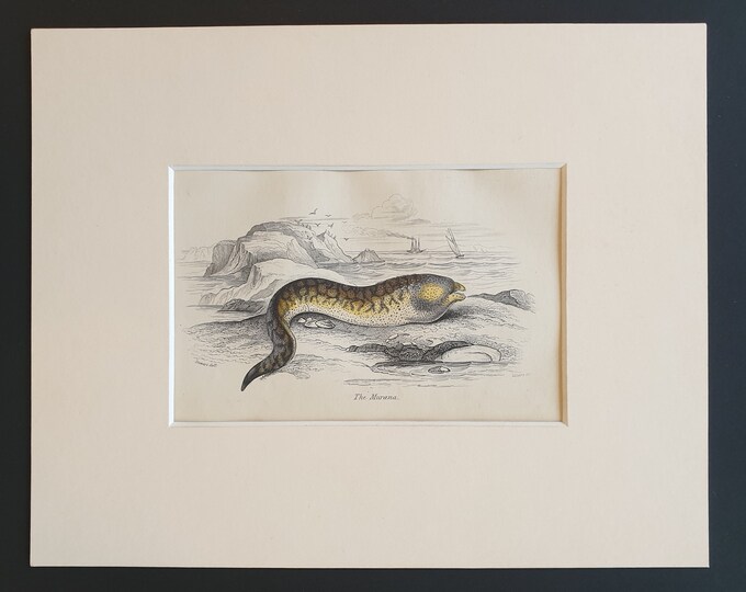 The Murana - Original c1860 hand coloured fish print in mount