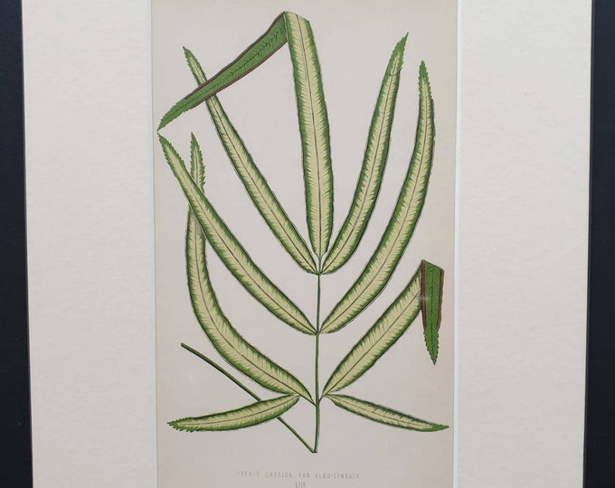 Original 1865 leaf print 'Pteris Cretica'