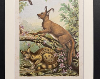 Animals/Fish/Reptiles