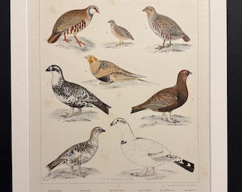 Birds - Plate 34 - Original 1898 Antique Print