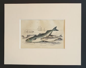 The Whiting, The Coal Fish - Original c1860 hand coloured fish print in mount
