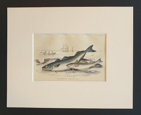 The Whiting, The Coal Fish - Original c1860 hand coloured fish print in mount