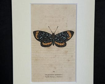 The Eutrepe Butterfly - Original 1832 Hand Coloured Antique Print