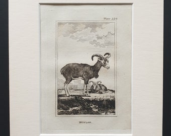 Mufflon - Original 1812 Buffon print in mount