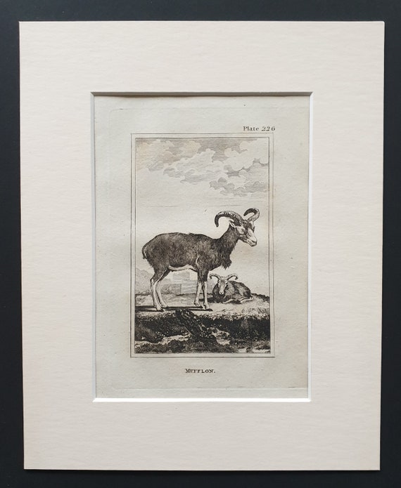 Mufflon - Original 1812 Buffon print in mount