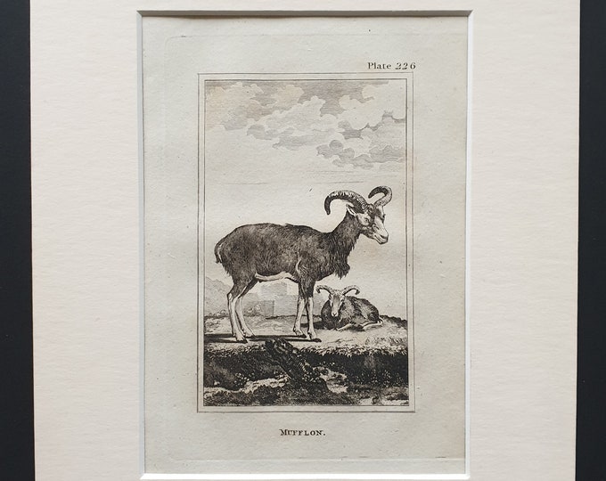 Mufflon - Original 1812 Buffon print in mount