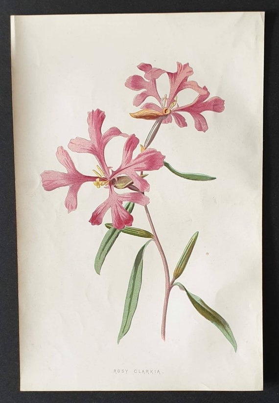 Original 1890 flower print - Rosy Clarkia