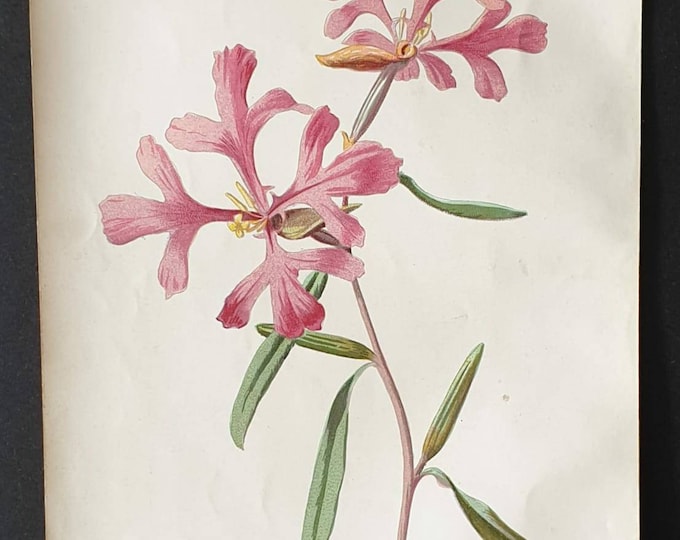 Original 1890 flower print - Rosy Clarkia