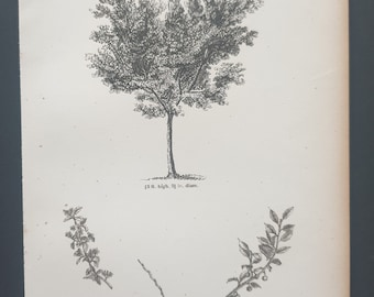 The Grafted Plum Tree - Original 1844 print