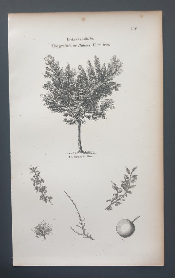 The Grafted Plum Tree - Original 1844 print