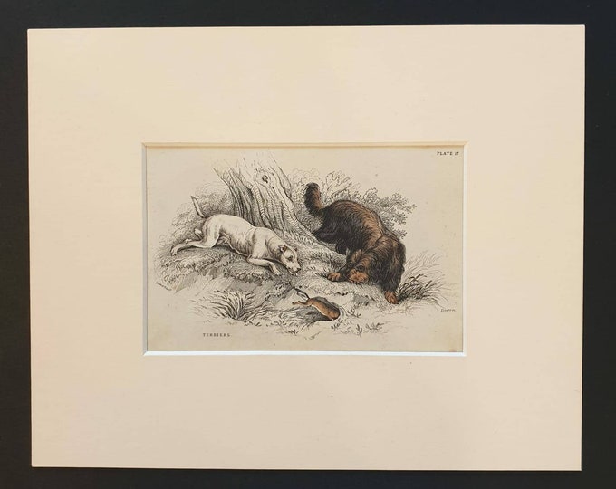 Original 1840 hand coloured mammalia print in mount - Terriers