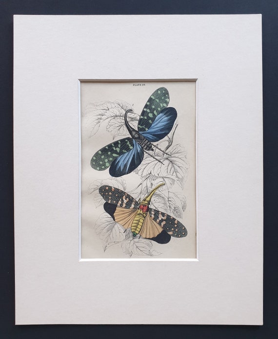 Lantern Flies (Fulgora calendria, Fulgora maculata)- Original c1860 hand coloured insect print in mount