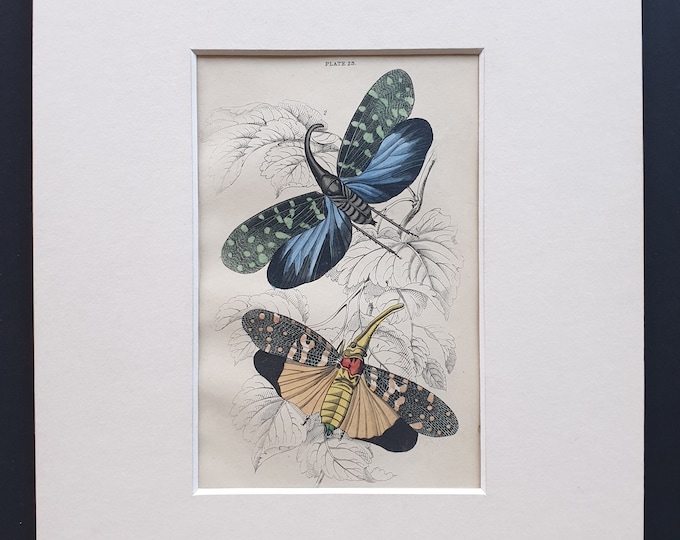 Lantern Flies (Fulgora calendria, Fulgora maculata)- Original c1860 hand coloured insect print in mount