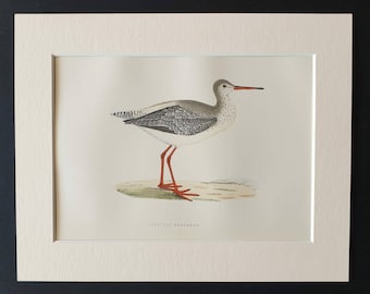 Spotted Redshank - Original 1891 hand coloured bird print in mount