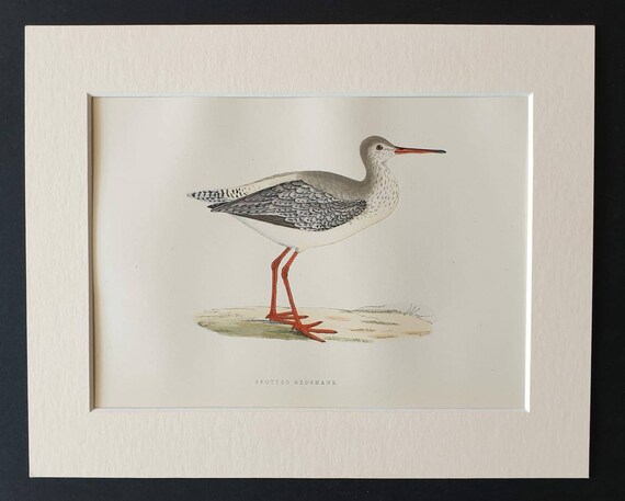 Original 1891 hand coloured bird print in mount - Spotted Redshank