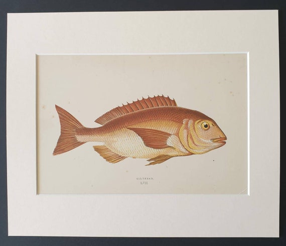 Gilthead - Original 1877 'History of the Fishes of the British Islands' print