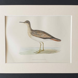 Pode incluir: Uma gravura antiga de um pássaro, apresentando uma ilustração detalhada de um maçarico. O pássaro tem plumagem marrom e branca, pernas longas e um bico longo. A gravura é emoldurada e emoldurada, com o nome "Bartram's Sandpiper" impresso abaixo.