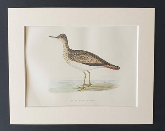 Bartram's Sandpiper - Original 1891 hand coloured bird print in mount