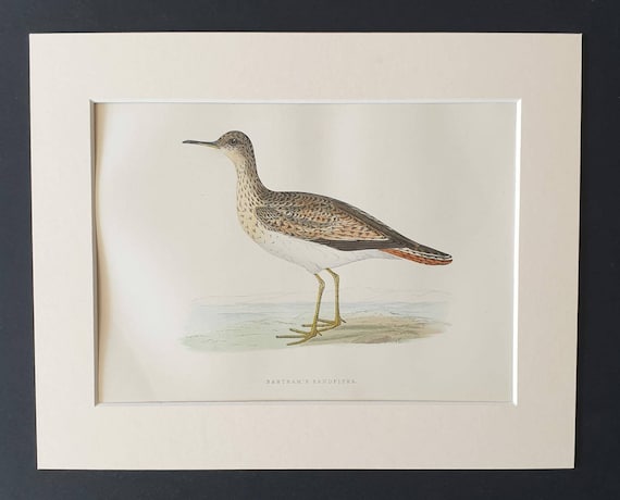 Original 1891 hand coloured bird print in mount - Bartram's Sandpiper