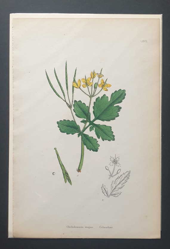 Celandine - Original 1863 Sowerby botanical print