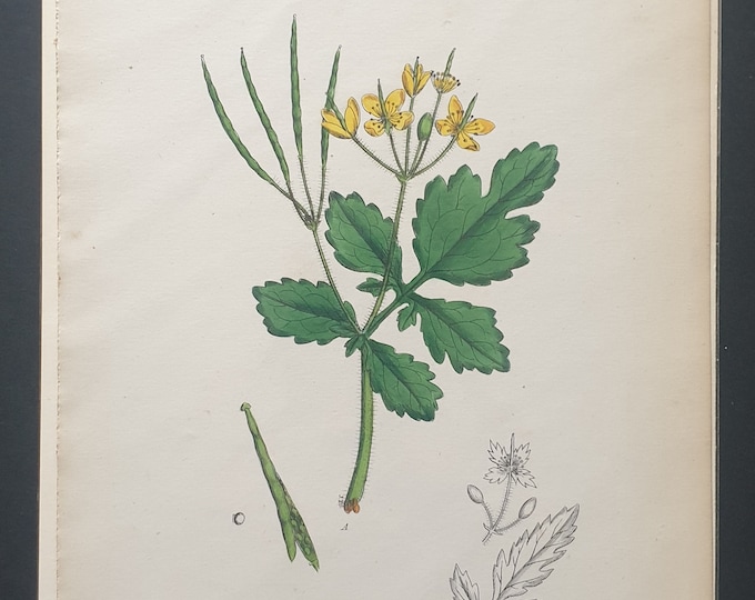 Celandine - Original 1863 Sowerby botanical print