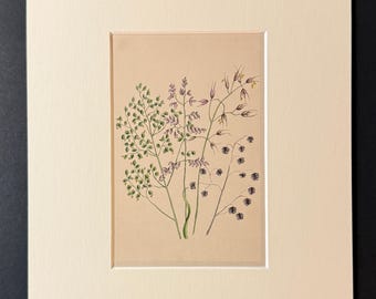 Grass - Original 1840 Hand Coloured Print