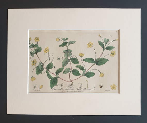 Wood Loosestrife - Original 1839 hand coloured flower print in mount