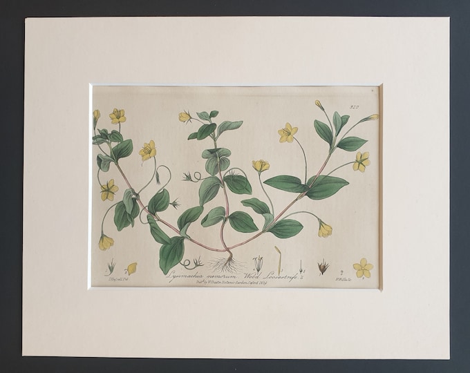 Wood Loosestrife - Original 1839 hand coloured flower print in mount