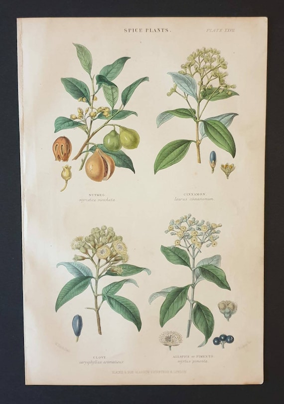 Original 1874 The Vegetable Kingdom print - Spice Plants