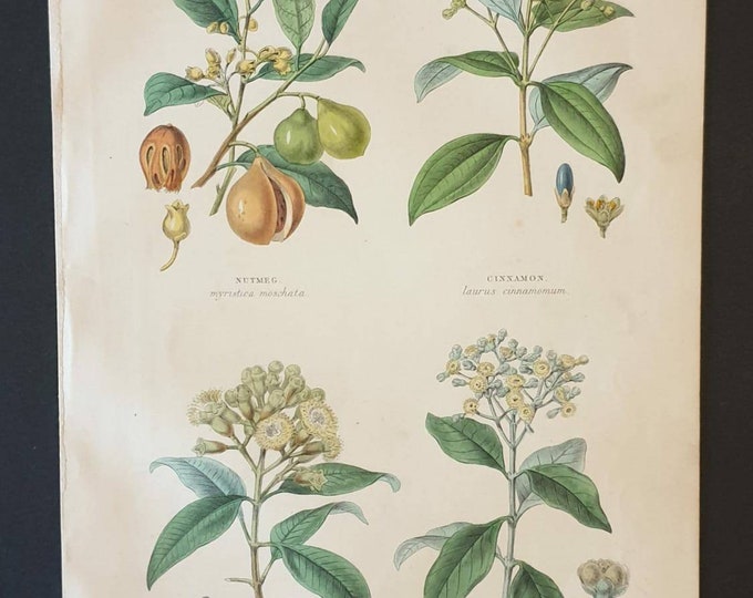 Original 1874 The Vegetable Kingdom print - Spice Plants