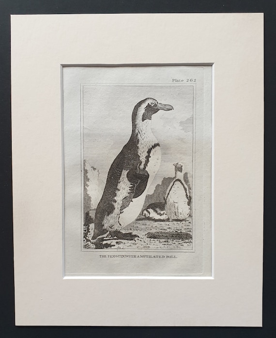 The Penguin, with a Mutilated Bill  Original 1812 Buffon print in mount (262)