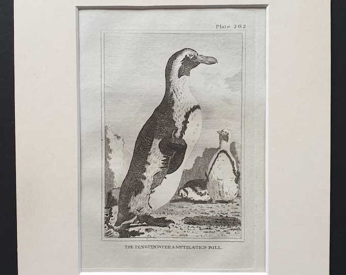 The Penguin, with a Mutilated Bill  Original 1812 Buffon print in mount (262)