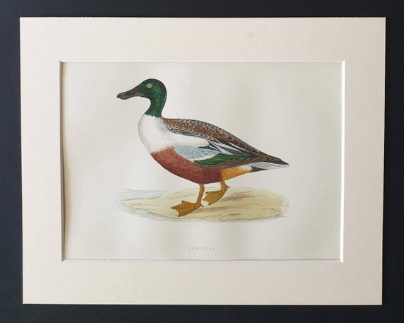 Original 1891 hand coloured bird print in mount - Shoveler