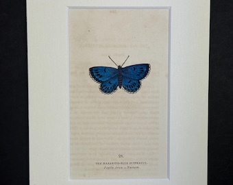 The Mazarine-Blue Butterfly - Original 1832 Hand Coloured Antique Print