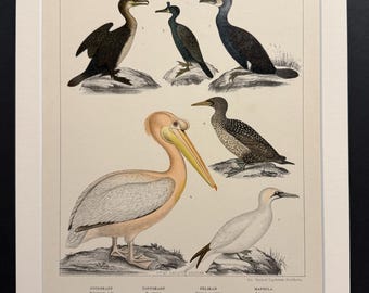Birds - Plate 61 - Original 1898 Antique Print