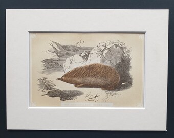The New Holland Hedgehog - Original 1851 John Tallis woodblock print