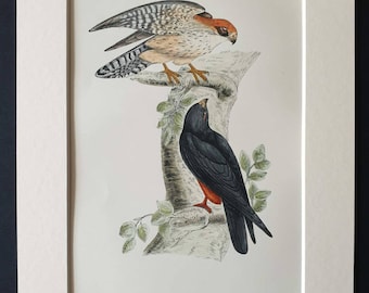 Orange Legged Hobby - Original 1891 hand coloured bird print in mount