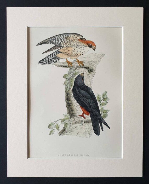 Original 1891 hand coloured bird print in mount - Orange Legged Hobby