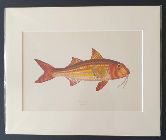 Surmullet - Original 1877 'History of the Fishes of the British Islands' print
