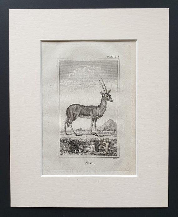 Pasan - Original 1812 Buffon print in mount
