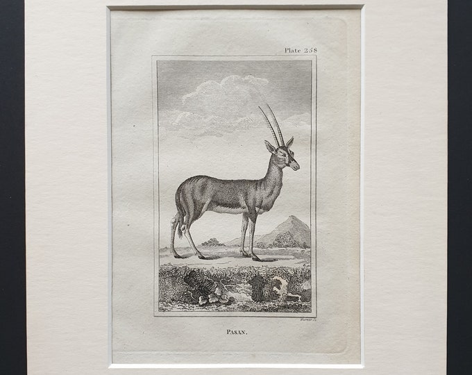 Pasan - Original 1812 Buffon print in mount