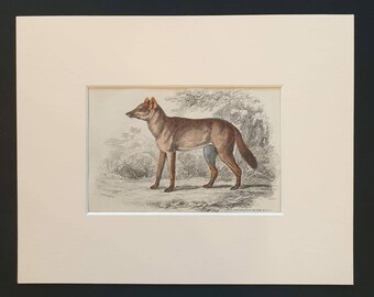 Aguara Dog of the Woods - Original 1839 hand coloured mammalia print in mount