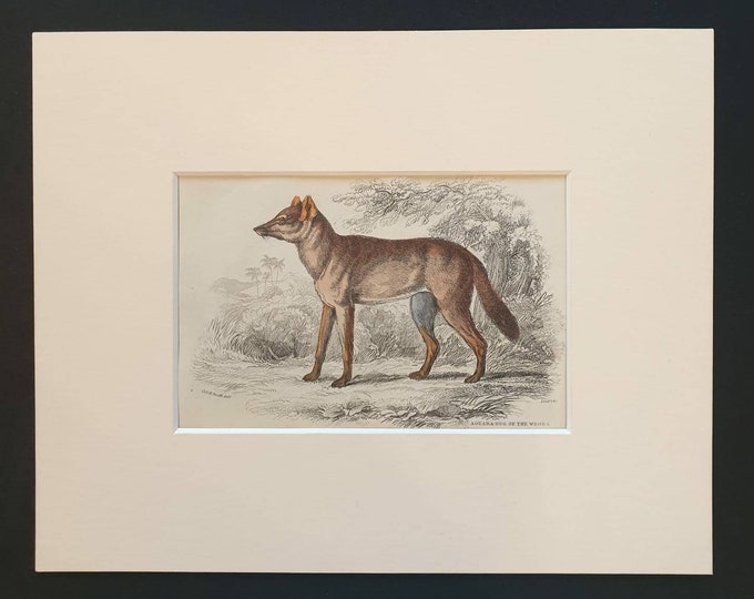 Original 1839 hand coloured mammalia print in mount - Aguara Dog of the Woods