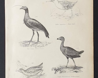 Wading Birds - Original c1860's Museum of Natural History print