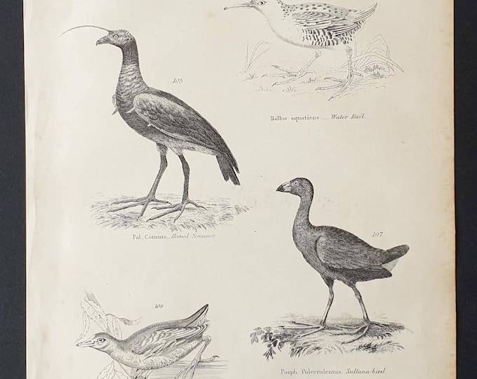 Original c1860's Museum of Natural History print - Wading Birds