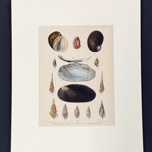 May include: A vintage print showing detailed illustrations of various seashells, including spiral and oval shapes, in shades of brown, beige, and white. The print is mounted on a white mount, with text at the top and bottom. The overall theme is marine life.