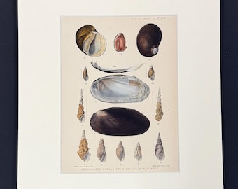 Freshwater Shells from the Solomon Islands - Original 1880s Sowerby's Book of Shells Print