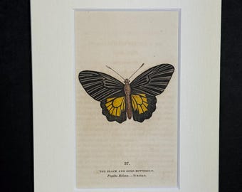 The Black and Gold Butterfly - Original 1832 Hand Coloured Antique Print